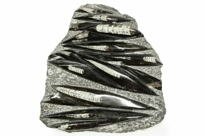 Polished Fossil Orthoceras (Cephalopod) Plate - Morocco #372670